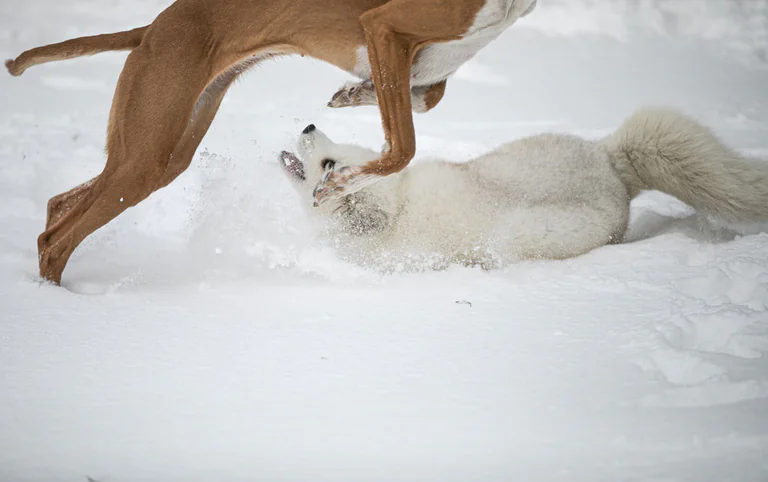 Otwórzmy klatki z 'Otwartymi Klatkami'! 6 Lis-Maciek-Otwarte-Klatki-droga-wolna2