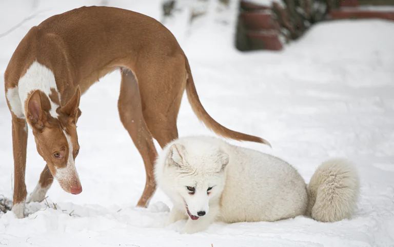 Otwórzmy klatki z 'Otwartymi Klatkami'! 5 Lis-Maciek-Otwarte-Klatki-droga-wolna3