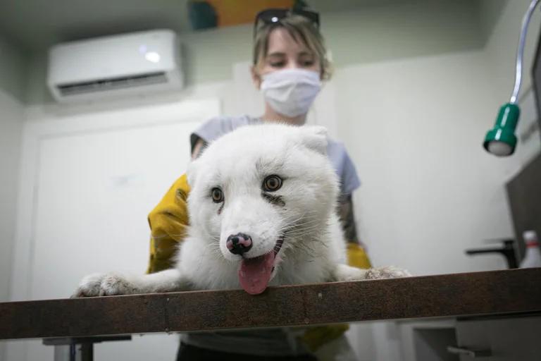Otwórzmy klatki z 'Otwartymi Klatkami'! 4 Lis-Maciek-Otwarte-Klatki-droga-wolna4