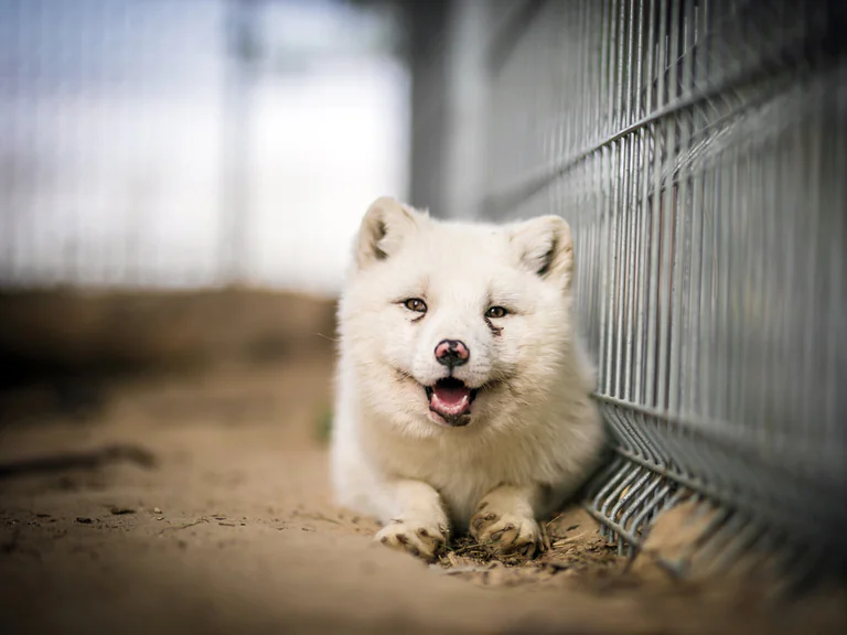 Otwórzmy klatki z 'Otwartymi Klatkami'! 3 Otwarte klatki lis Maciek okładka