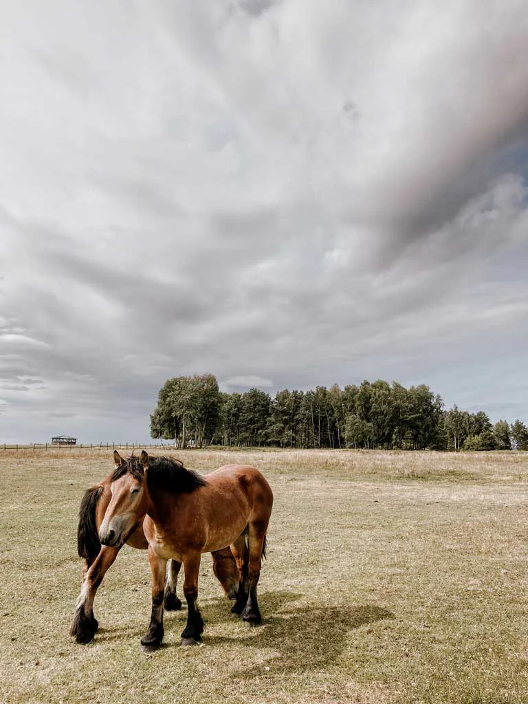 konie-kaszuby-droga-wolna