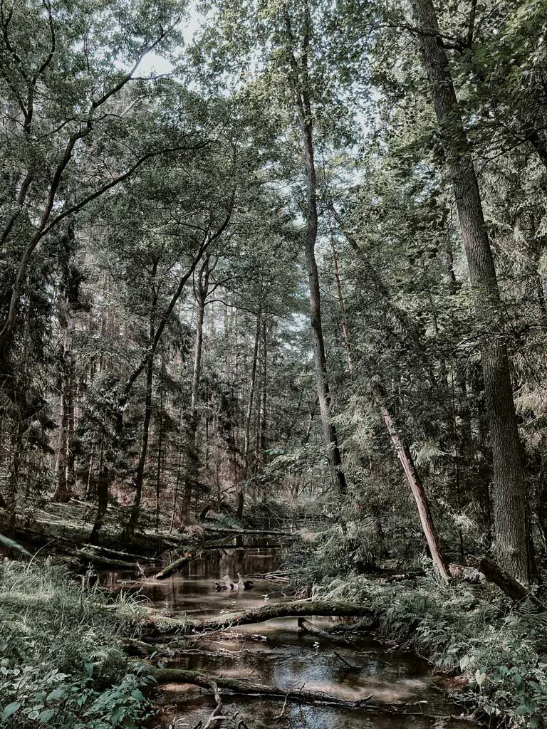 lasy-kaszuby-droga-wolna