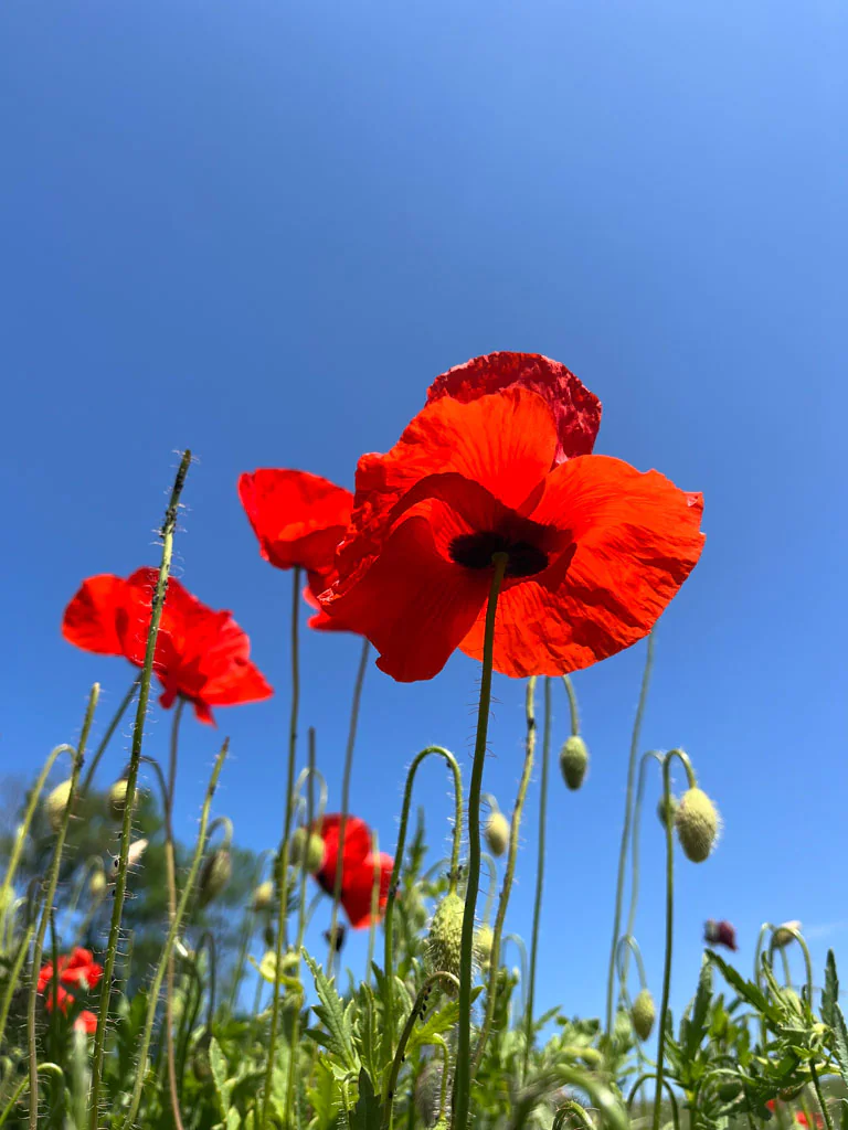 Mazury na rowerach 15 mazury-maki-polska-podróże