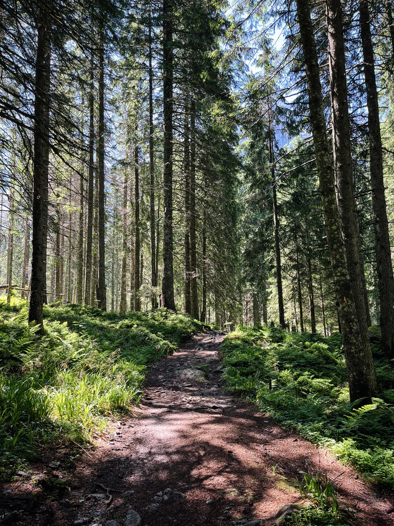 Zmarzły Staw pod Polskim Grzebieniem (2047 m n.p.m.) Propozycja wycieczki z pięknymi panoramami. 6 Las Dolina Białej Wody